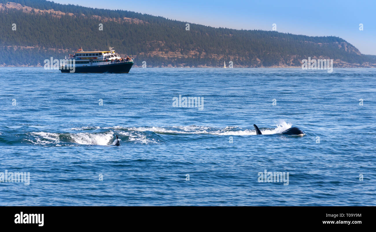 Two Orca whales near Vancouver Island, Canada. A whale watching boat is in the background. Stock Photo