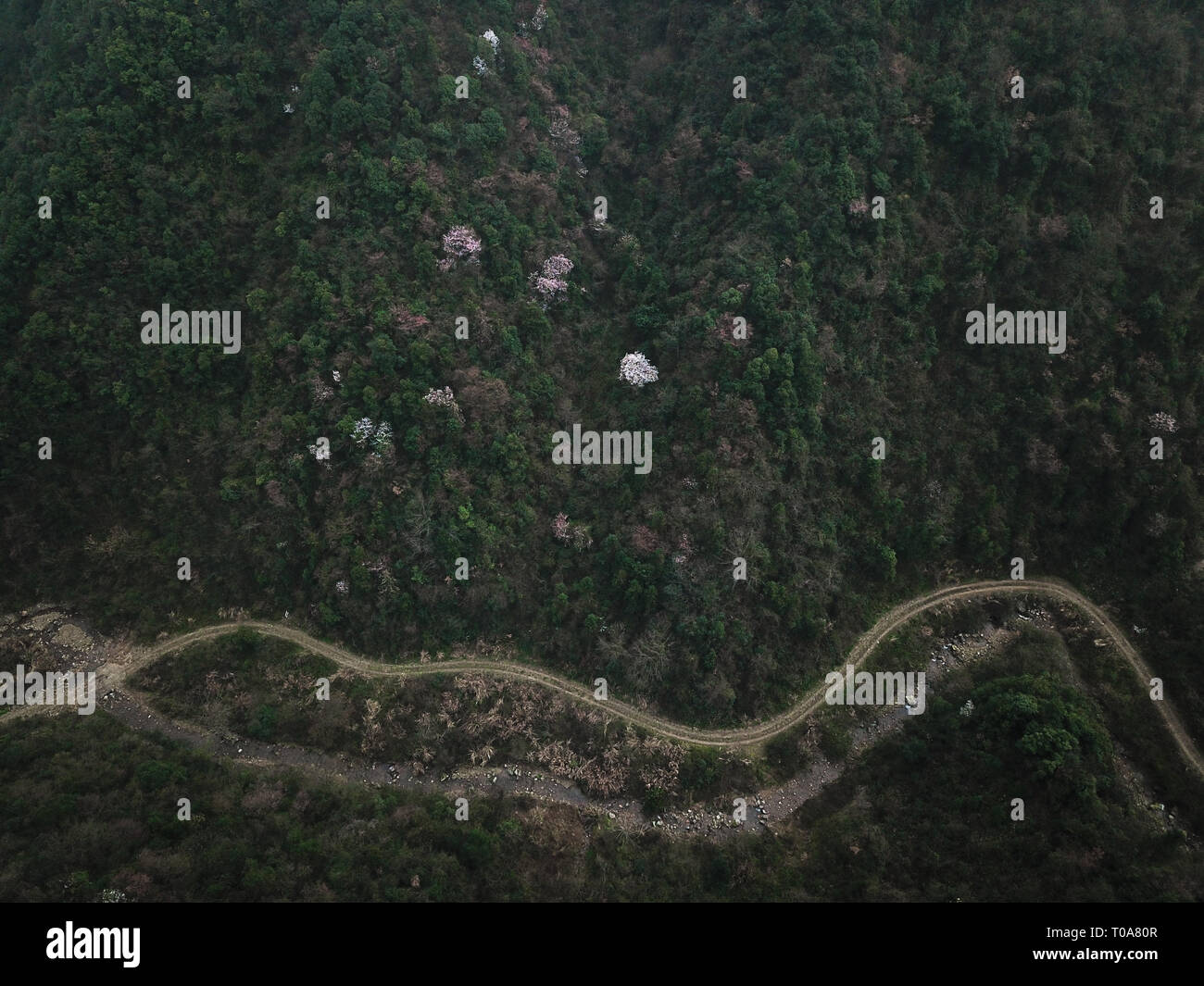 Tonglu. 19th Mar, 2019. Aerial photo taken on March 19, 2019 shows wild cherry flowers at Tianzidi scenic spot in Tonglu, east China's Zhejiang Province. Credit: Weng Xinyang/Xinhua/Alamy Live News Stock Photo