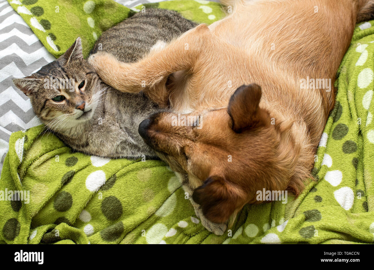 Dog and cat playing together Stock Photo Alamy