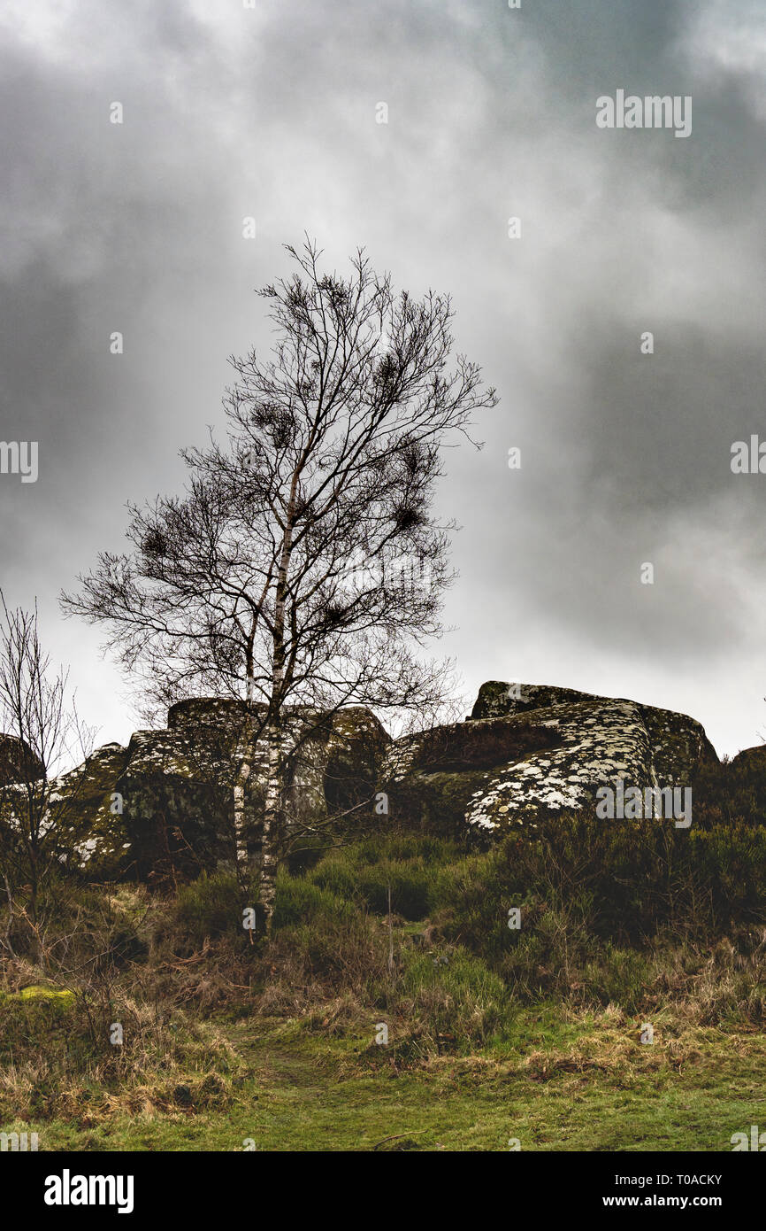Rocks and Birch Tree, North Yorkshire near Ripon Stock Photo - Alamy