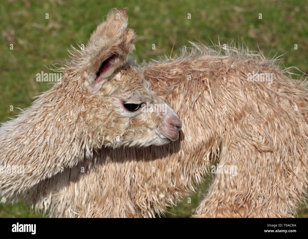 Alpaca Cria (lama pacos Stock Photo - Alamy