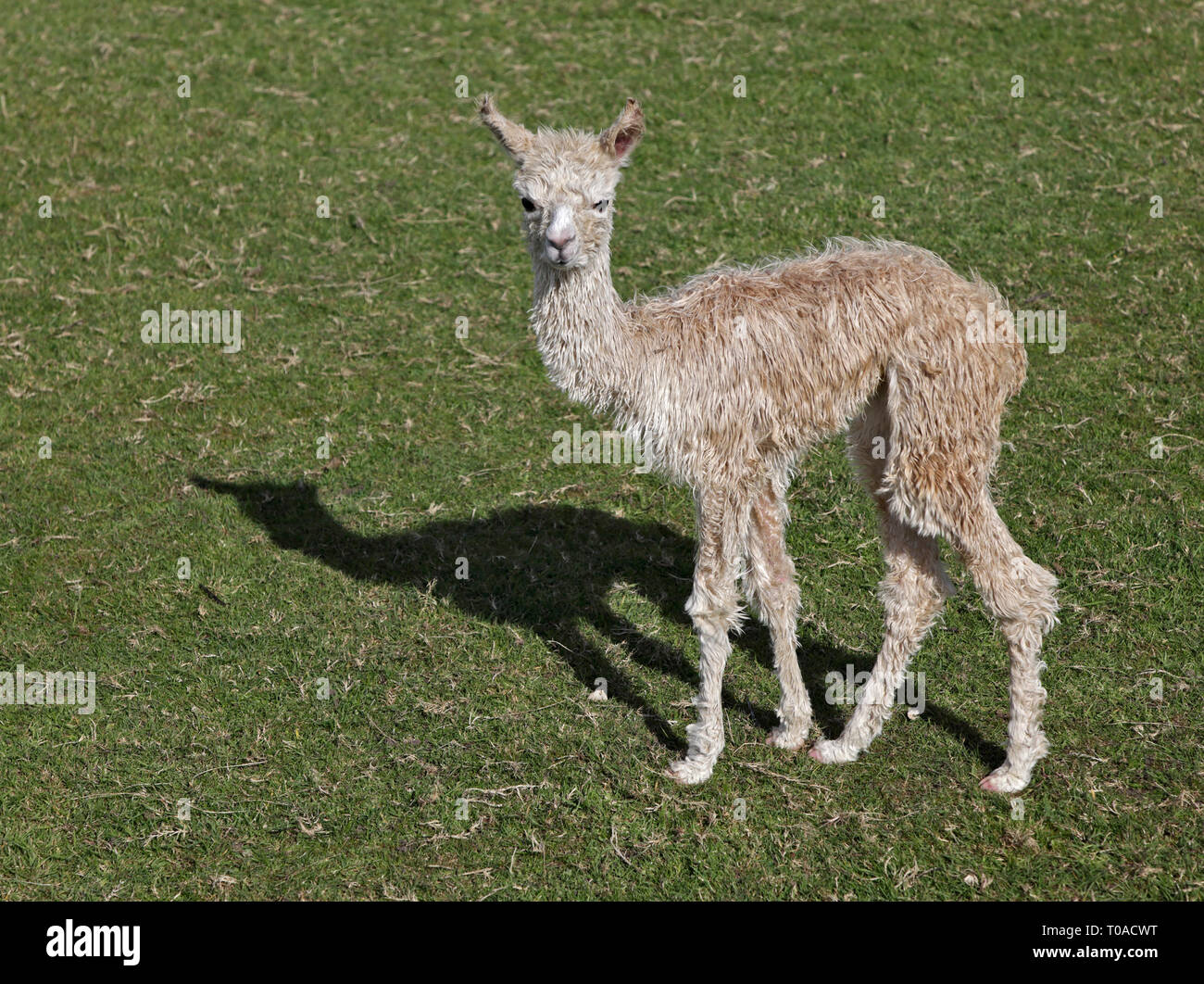 Alpaca Cria (lama pacos) Stock Photo