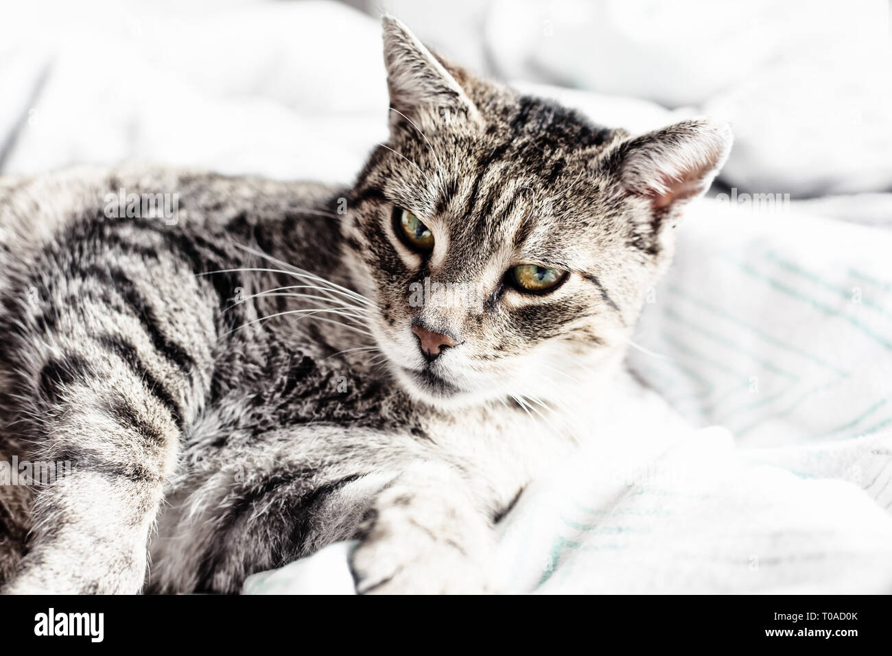 Portrait of sweet sleep cat, sleeping cat Stock Photo - Alamy