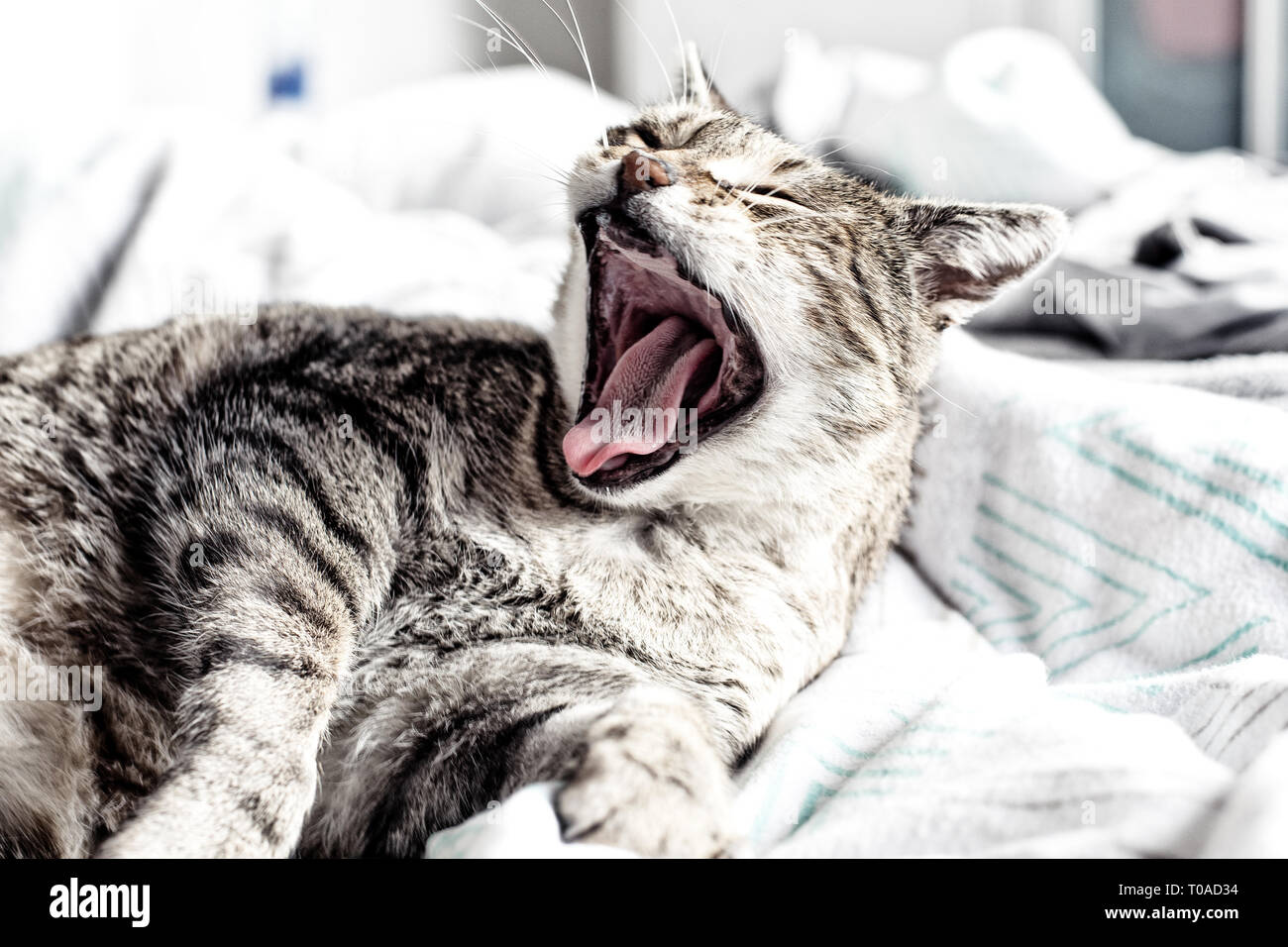 Portrait of sweet sleep cat, sleeping cat Stock Photo - Alamy