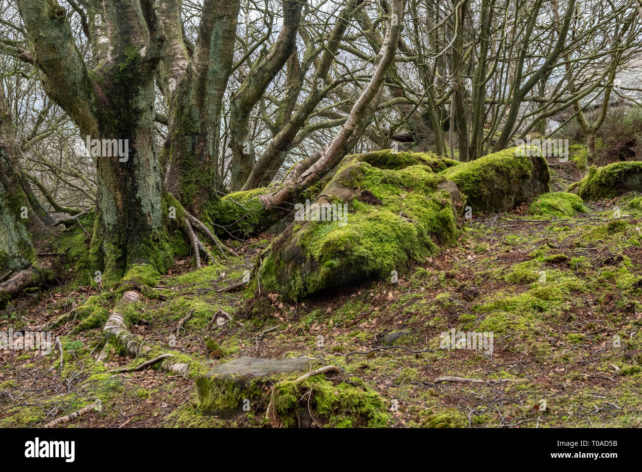 Rocks and decaying wood on Brimham Moor in North Yorkshire, England ...