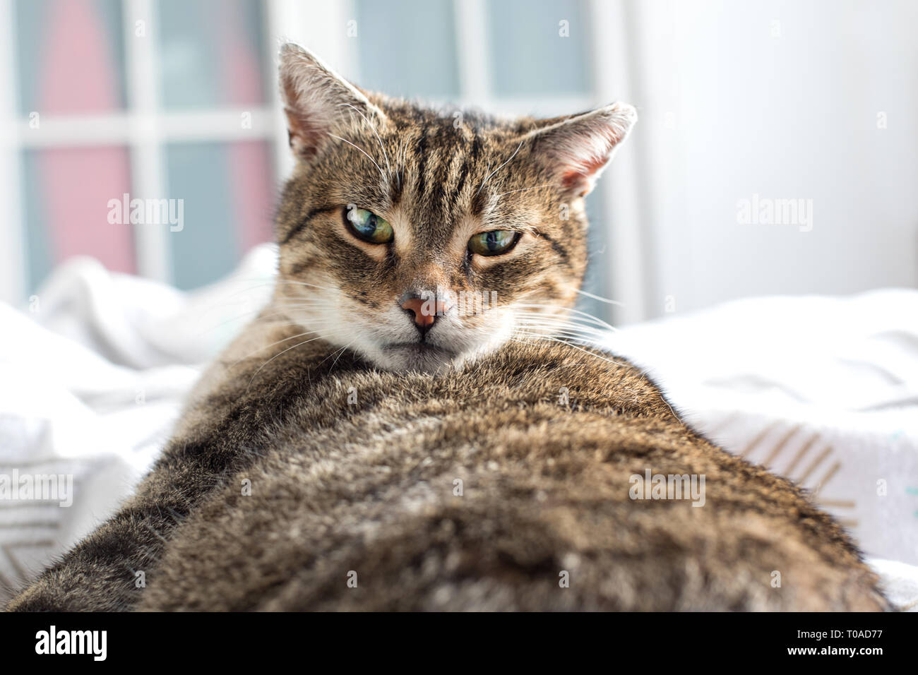 Portrait of sweet sleep cat, sleeping cat Stock Photo - Alamy