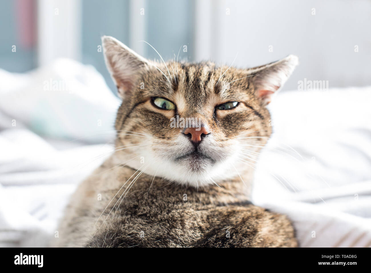 Portrait of sweet sleep cat, sleeping cat Stock Photo - Alamy