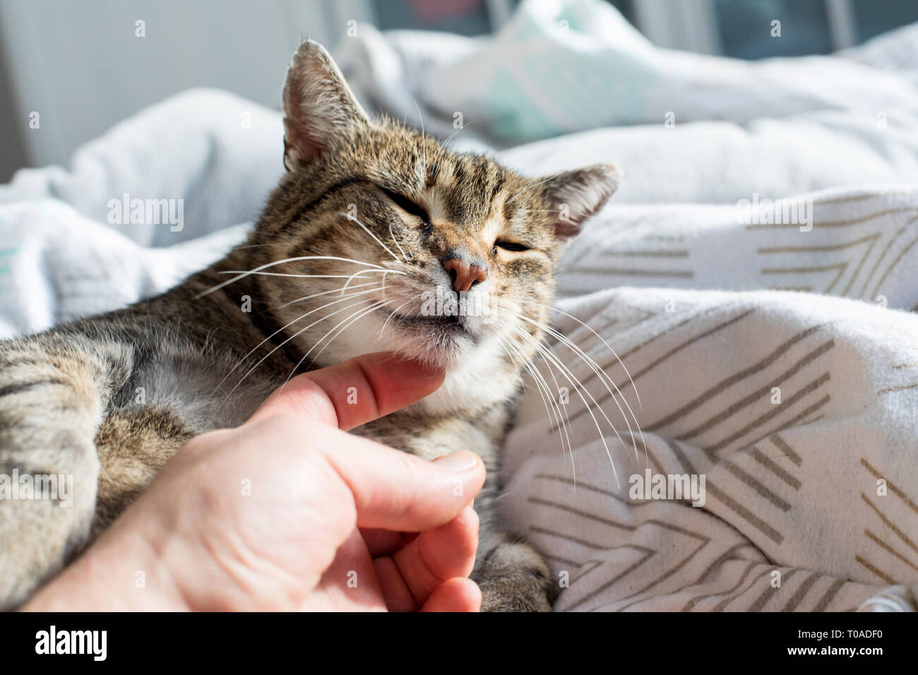 Portrait of sweet sleep cat, sleeping cat Stock Photo - Alamy