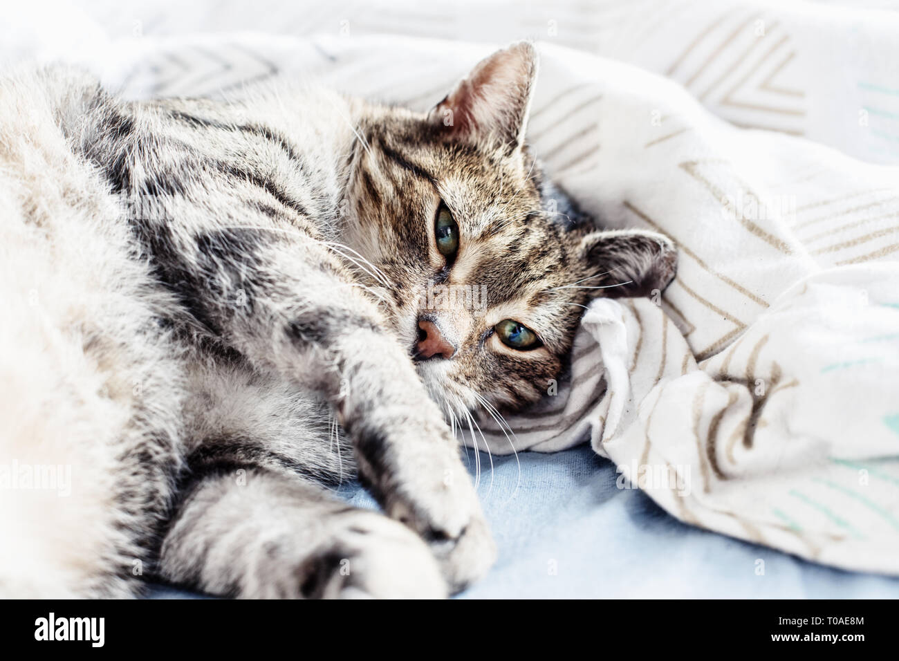 Portrait of sweet sleep cat, sleeping cat Stock Photo - Alamy