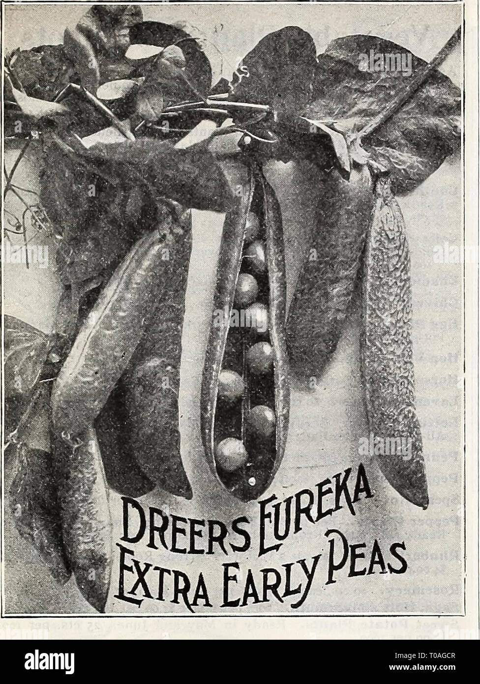 Dreer's wholesale price list spring Stock Photo