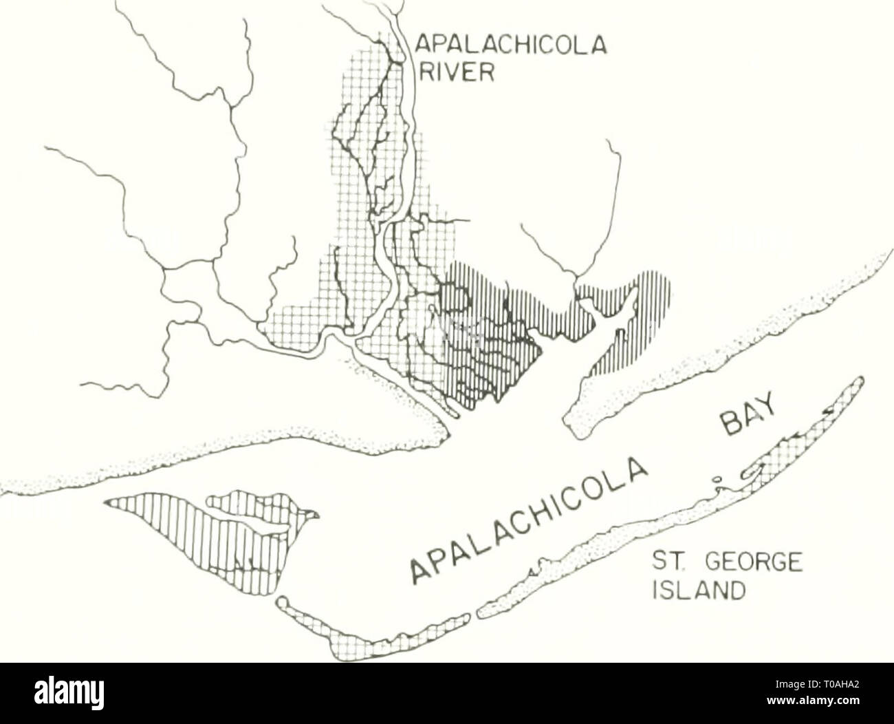 The ecology of the Apalachicola Stock Photo Alamy