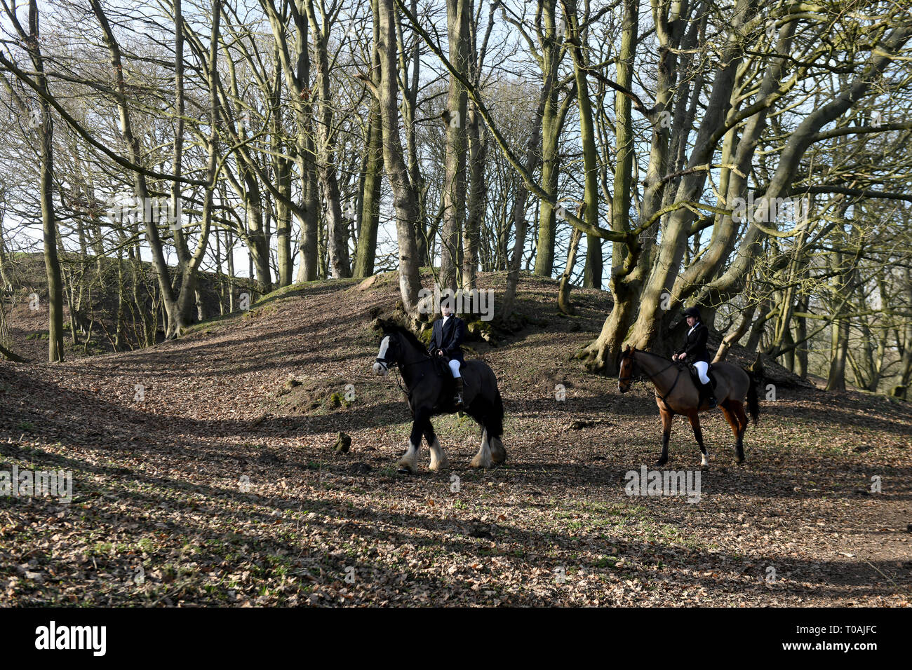 Horse riders riding in woodlands England Uk Stock Photo