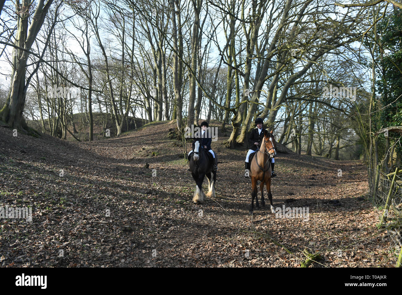 Horse riders riding in woodlands England Uk Stock Photo