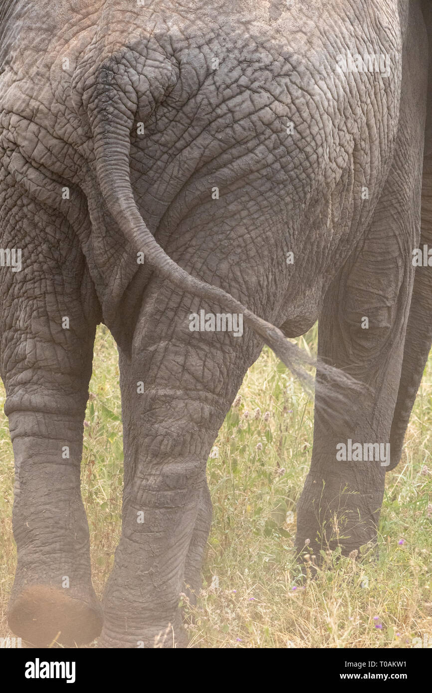 African Elephant, Loxodonta africana, in Tarangire National Park, Tanzania Stock Photo