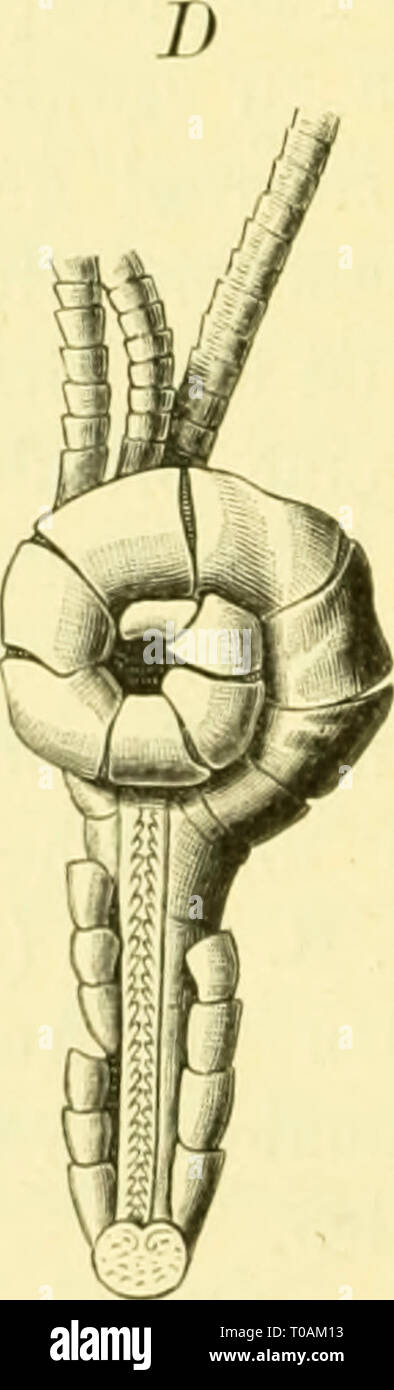 Echinodermen (Stachelhäuter) (1889) Stock Photo