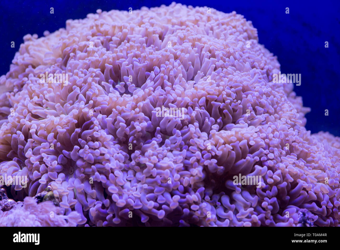 Close up photo of an euphillia coral in aquarium Stock Photo