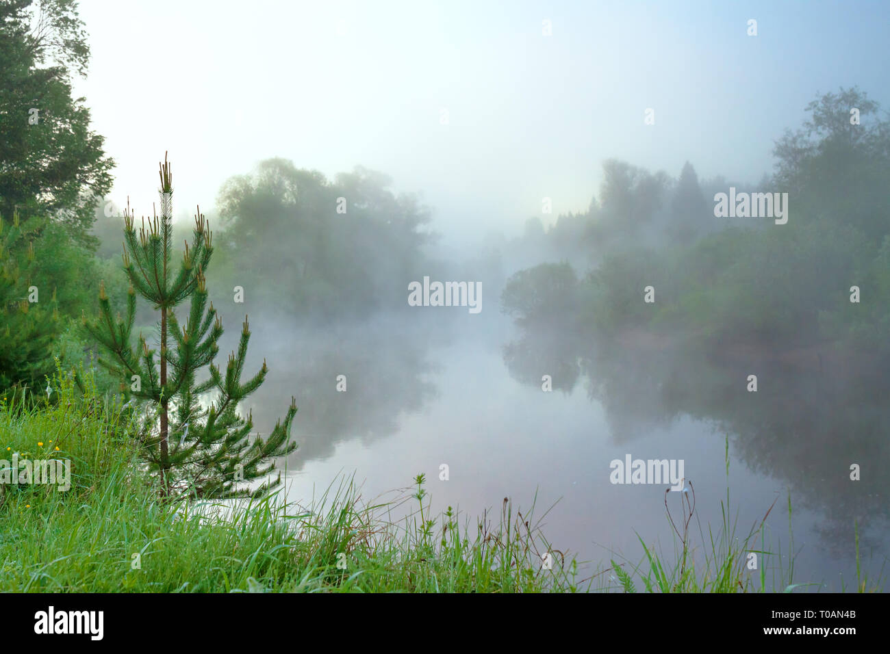 summer rural landscape with river, fog and forest at sunrise Stock ...