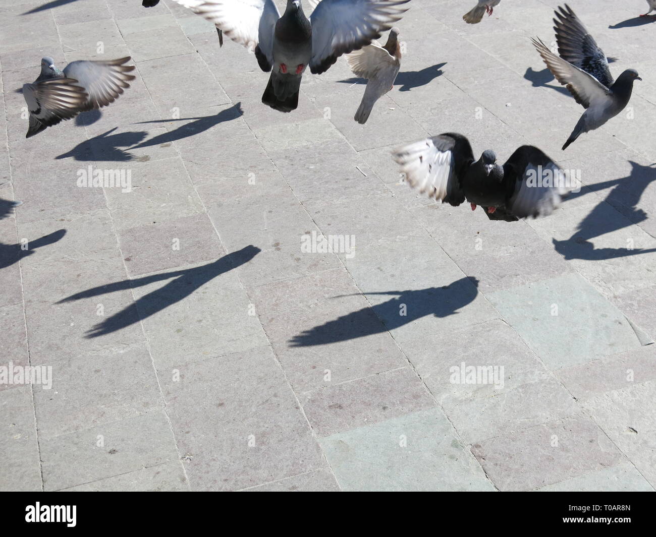 Pigeons in flight casting their shadows on the tiled floor. Stock Photo