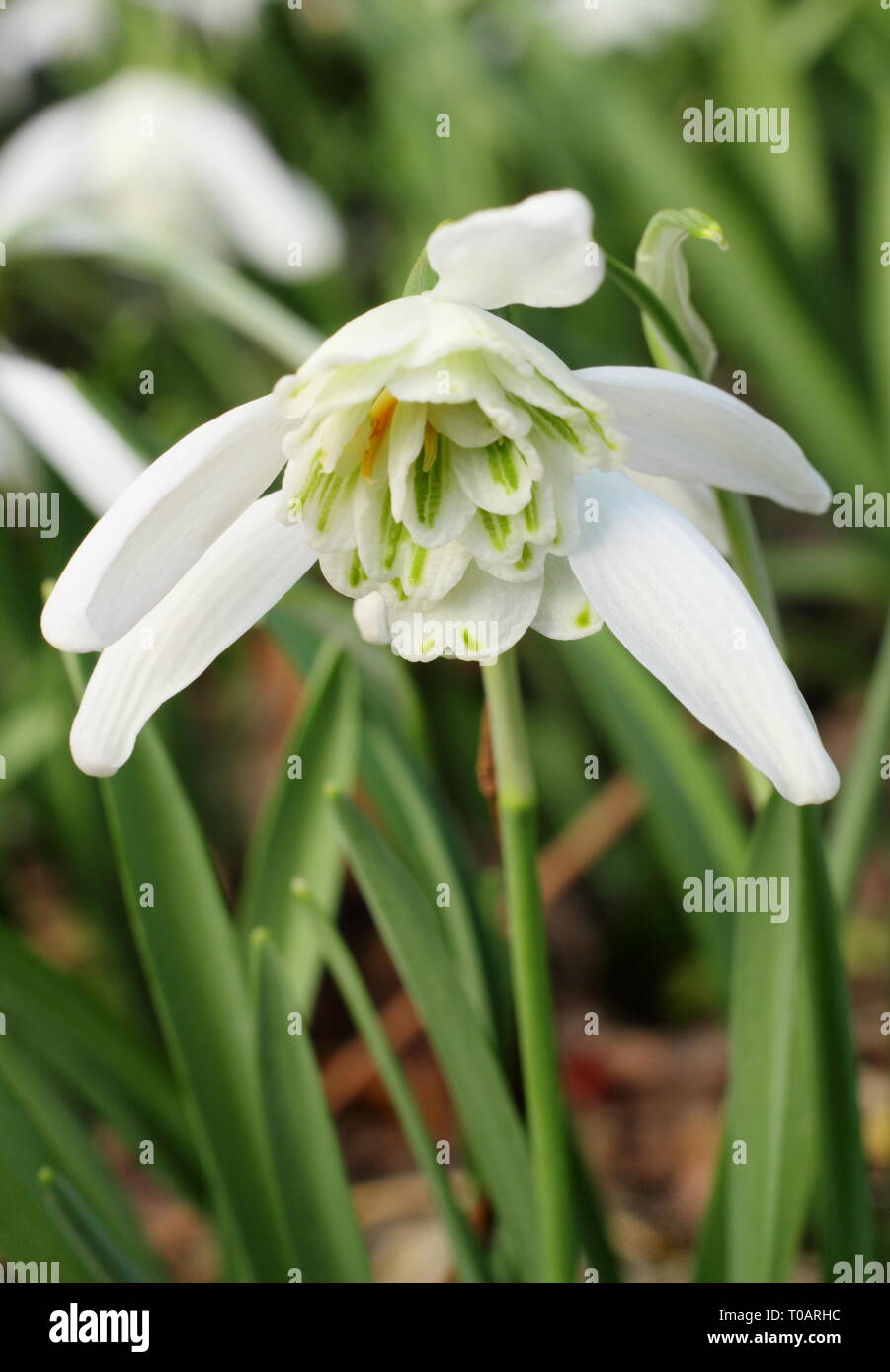 Galanthus 'Lady Beatrix Stanley'. Double blooms of snowdrop 'Lady Beatrix Stanley' showing characteristic green dots on outer petals - February, UK Stock Photo