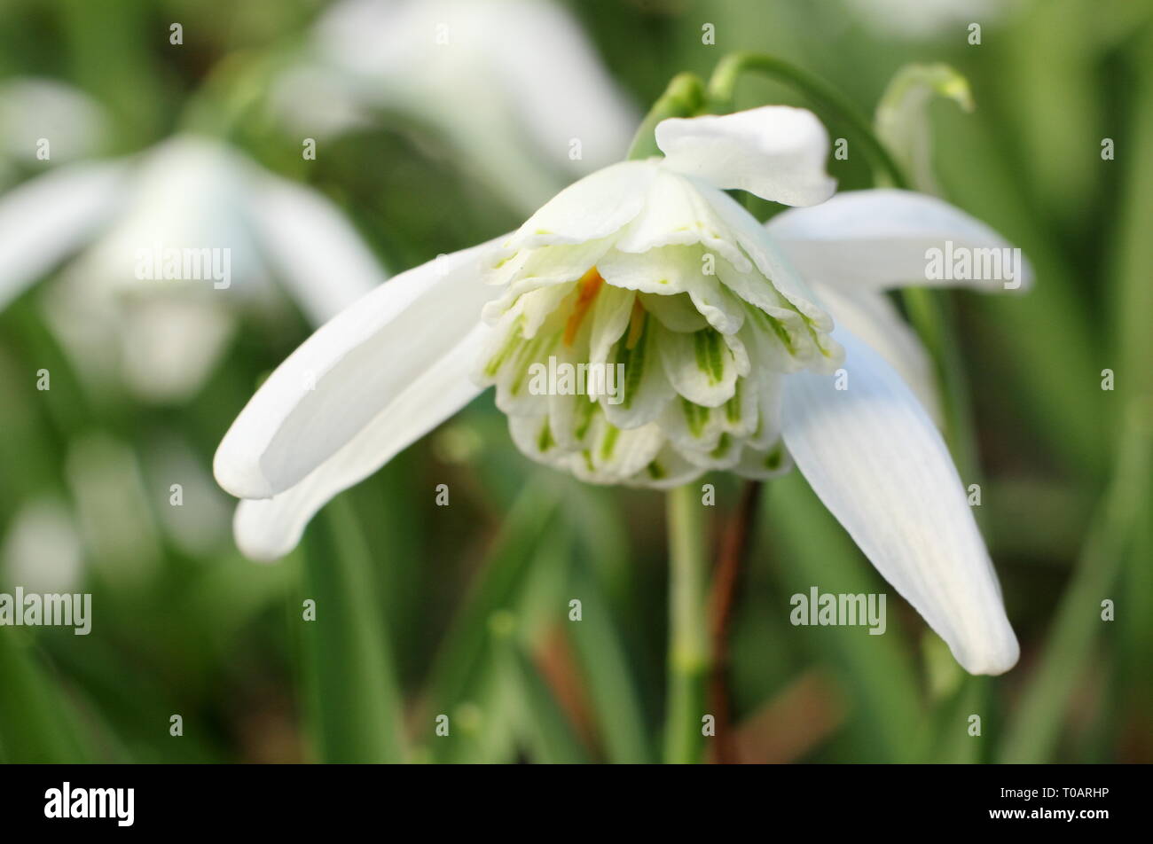 Galanthus 'Lady Beatrix Stanley'. Double blooms of snowdrop 'Lady Beatrix Stanley' showing characteristic green dots on outer petals - February, UK Stock Photo