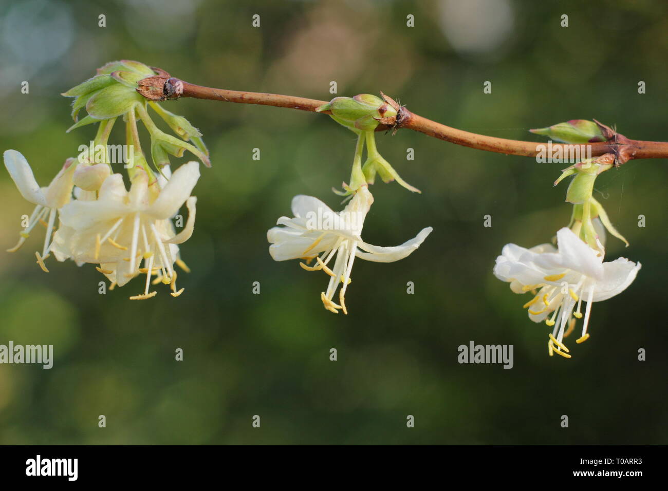 Lonicera fragrantissima. Highly fragrant Winter Honeysuckle blossoms in January, UK Stock Photo