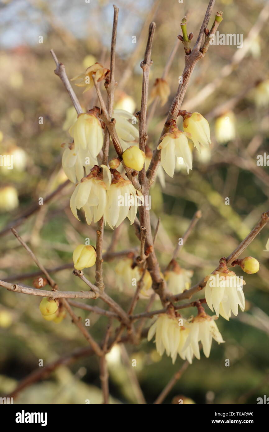 Chimonanthus praecox 'Luteus'.  Highly fragrant, winter blooms of Yellow wintersweet - February, UK. AGM Stock Photo
