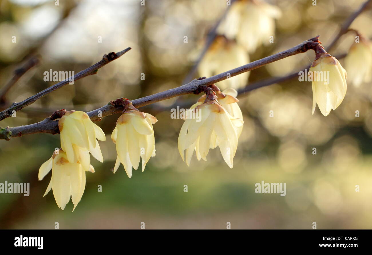 Chimonanthus praecox 'Luteus'.  Highly fragrant, winter blooms of Yellow wintersweet - February, UK. AGM Stock Photo