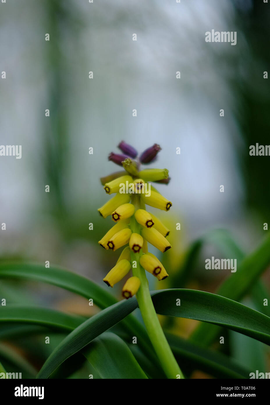 Yellow Grape Hyacinth Muscari macrocarpum flower in spring blurred background Stock Photo