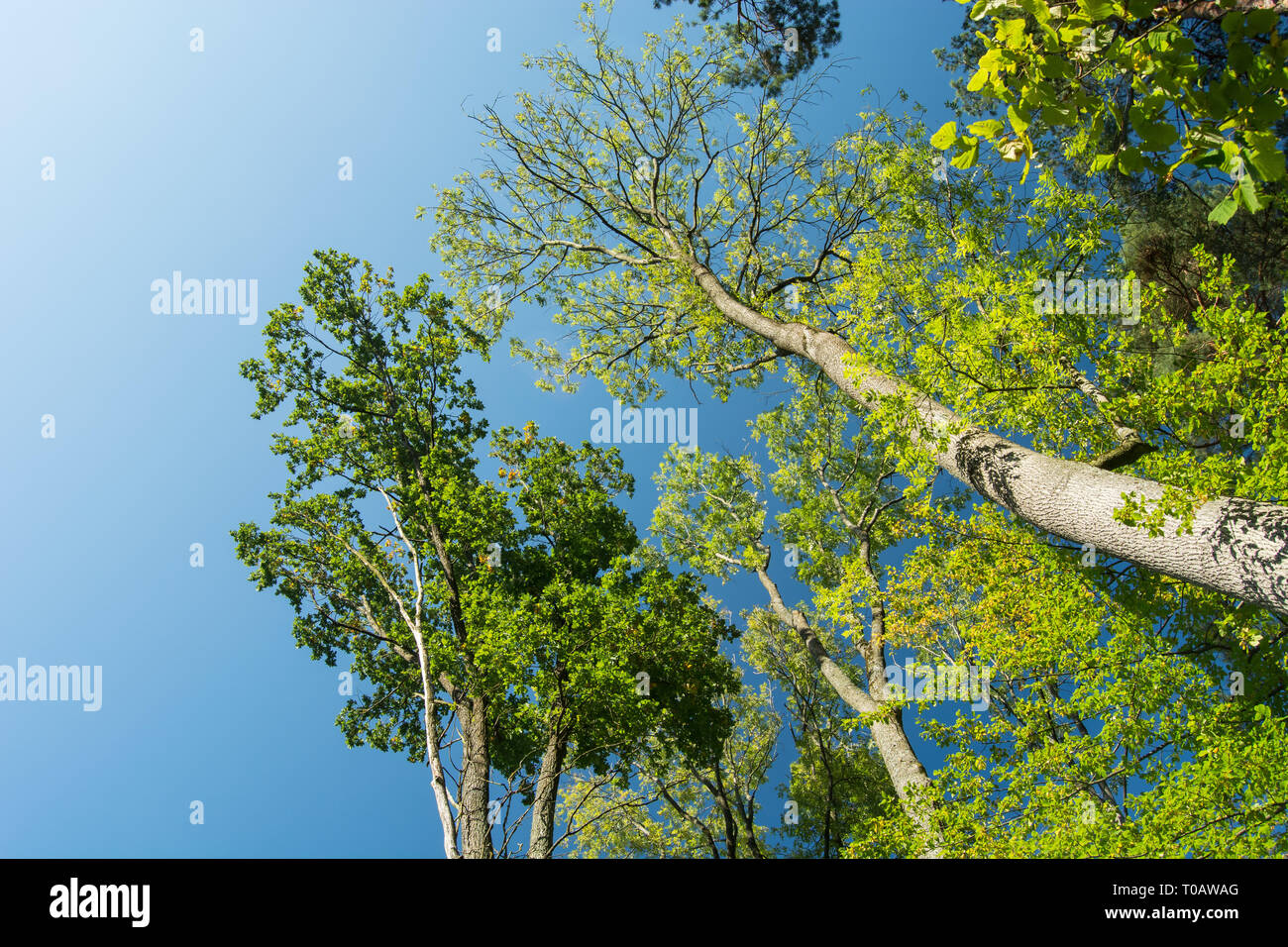 Trees looking up leaves hi-res stock photography and images - Alamy