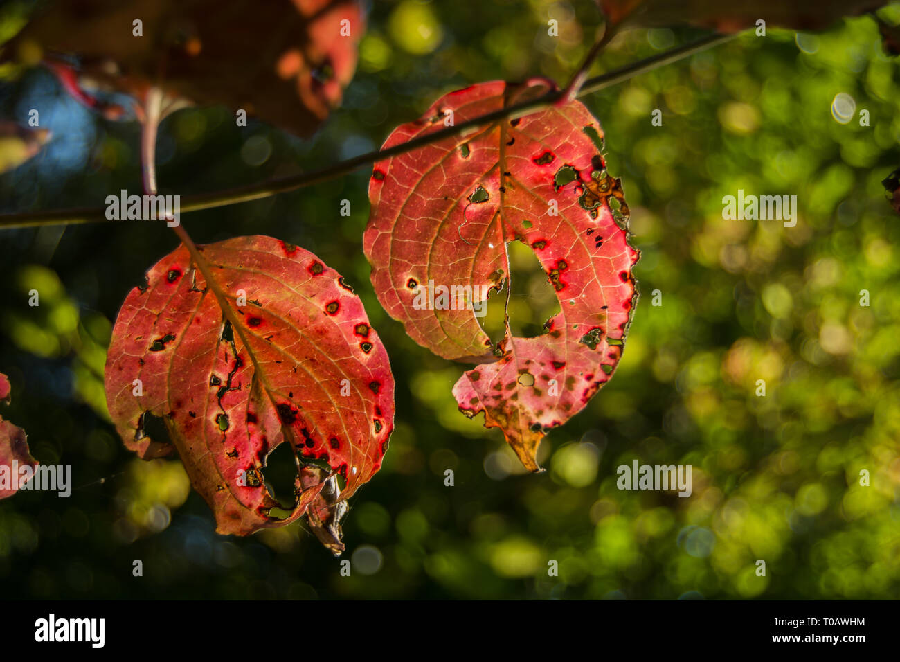 Red leaves with holes in sunny day - closeup Stock Photo