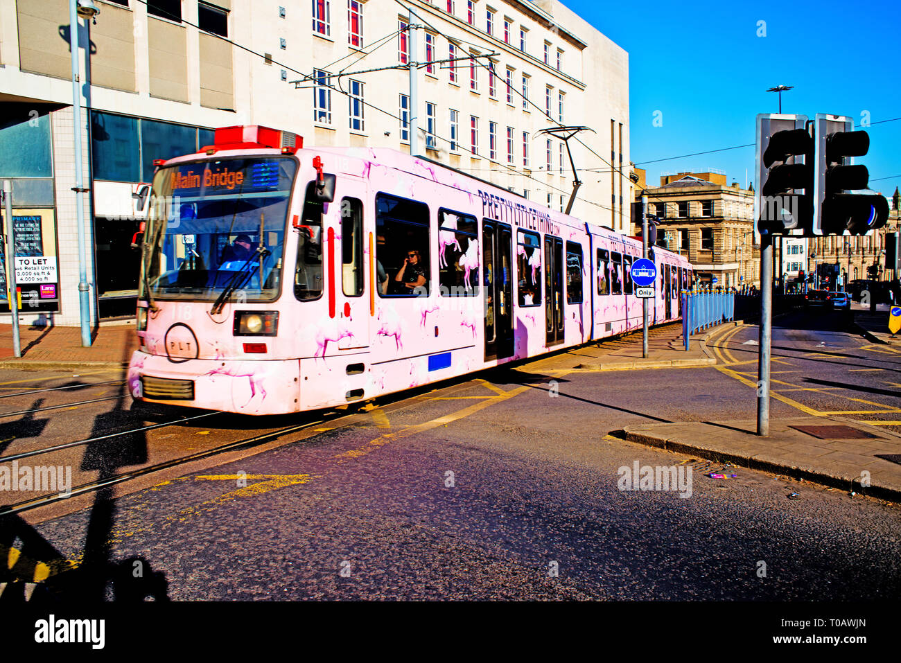 Pink Liveried Tram, Sheffield, England Stock Photo