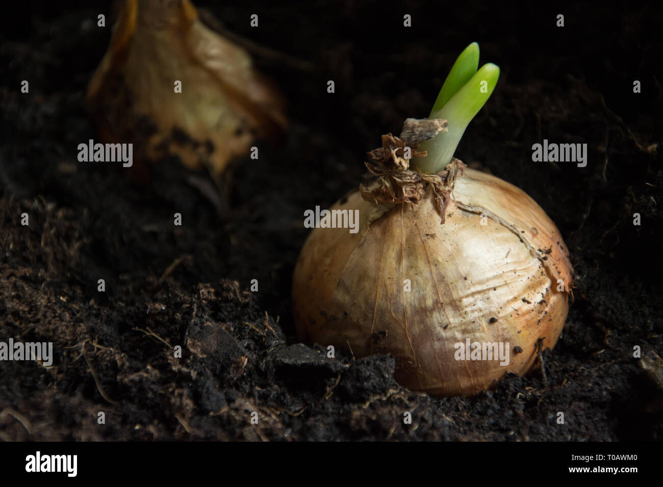 Onion bulb ground hi-res stock photography and images - Alamy