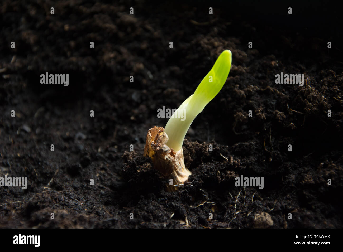 Onion soil hires stock photography and images Alamy