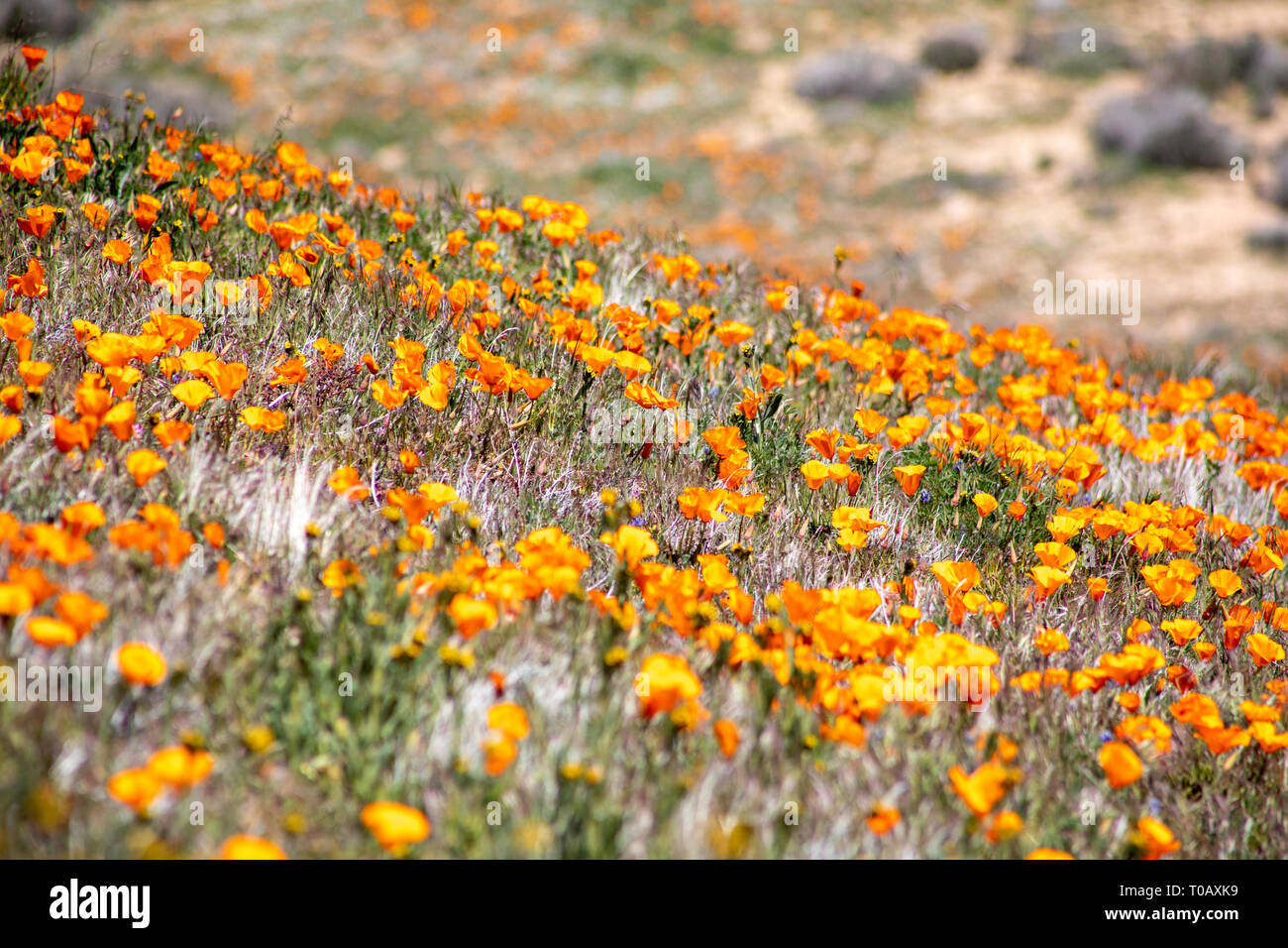 Wildflowers in southern California Stock Photo Alamy