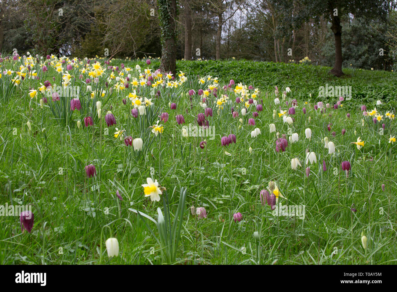Snake's head Fritillaries, Fritillaria meleagris, growing amongst Wild Daffodils, Narcissus pseudo-narcissus, Madresfield Court, Worcestershire, UK Stock Photo
