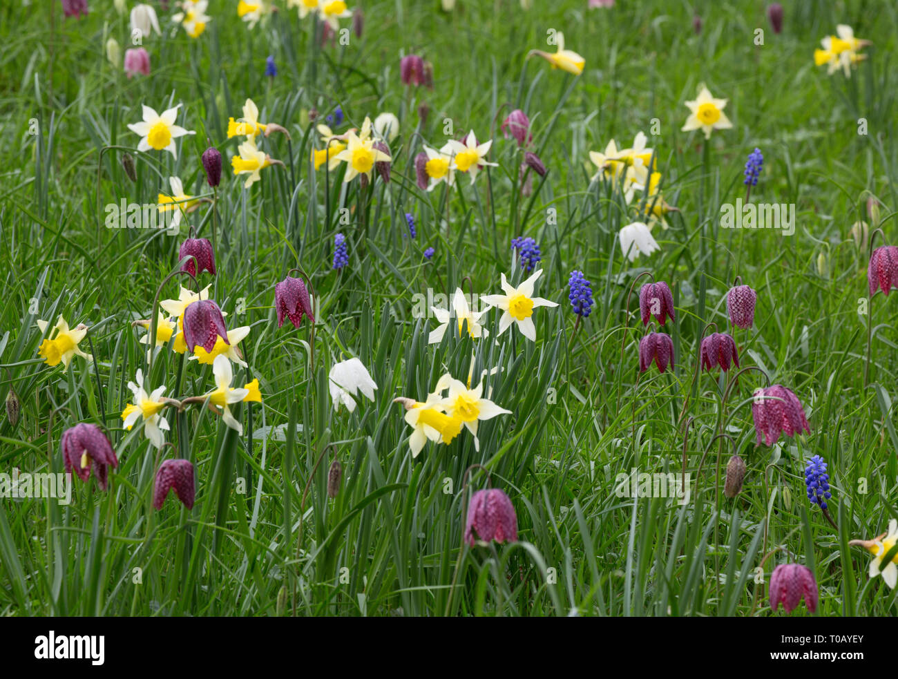 Snake's head Fritillaries, Fritillaria meleagris, growing amongst Wild Daffodils, Narcissus pseudo-narcissus, Madresfield Court, Worcestershire, UK Stock Photo
