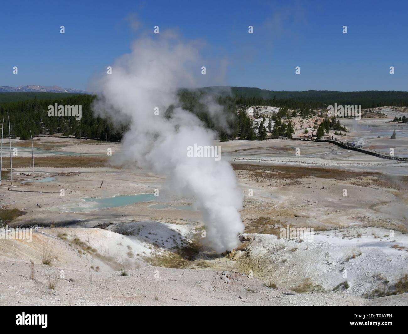 Hot steam rises from the Black Growler Steam Vent at the Porcelain Basin, Norris Geyser Basin at Yellowstone National Park in Wyoming. Stock Photo
