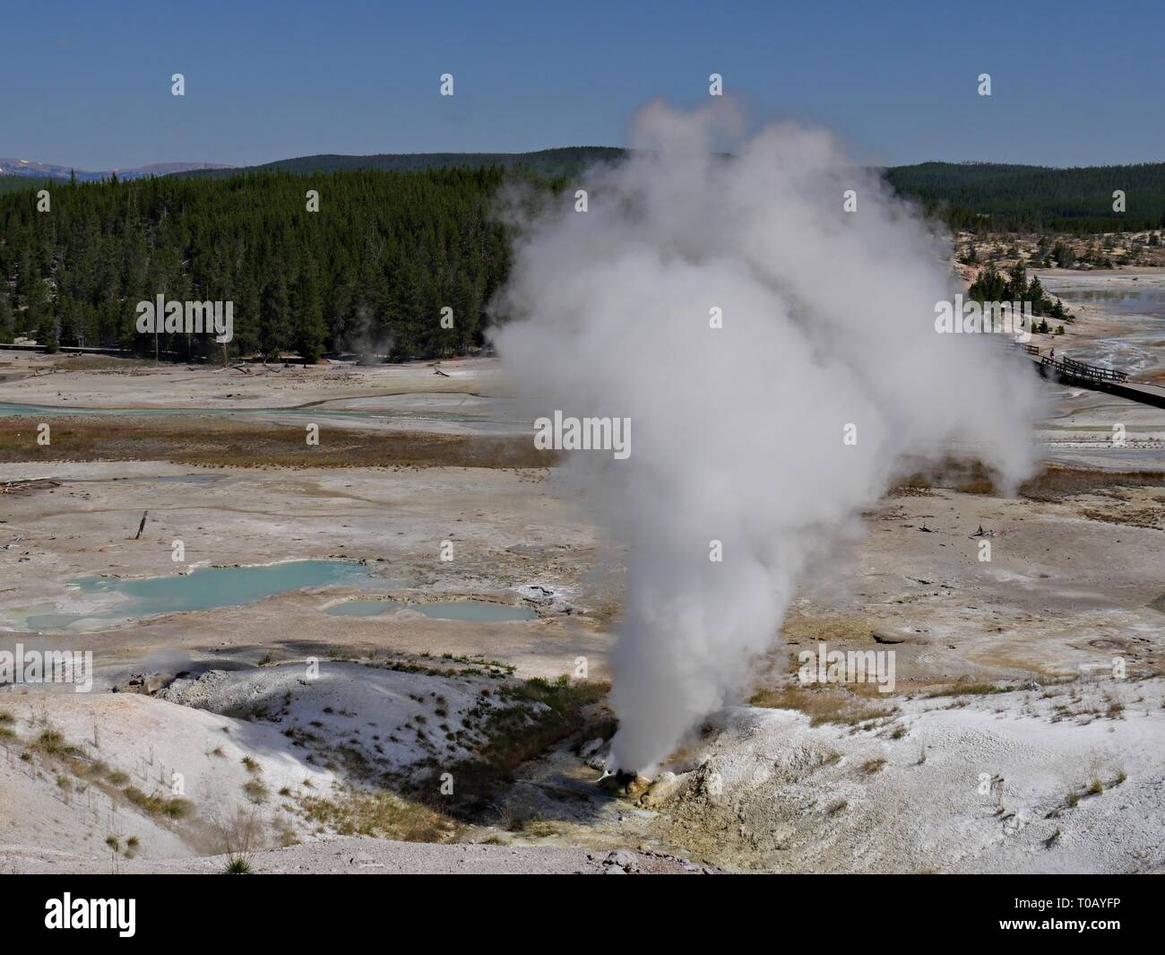 Breathtaking view of Black Growler Steam Vent spewing hot  steam and water at the Porcelain Basin, Norris Geyser Basin at Yellowstone National Park in Stock Photo