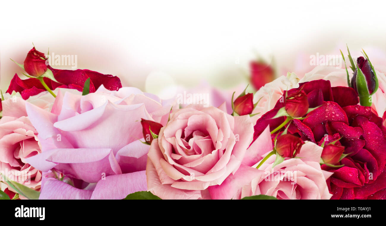 Pink blooming roses Stock Photo - Alamy
