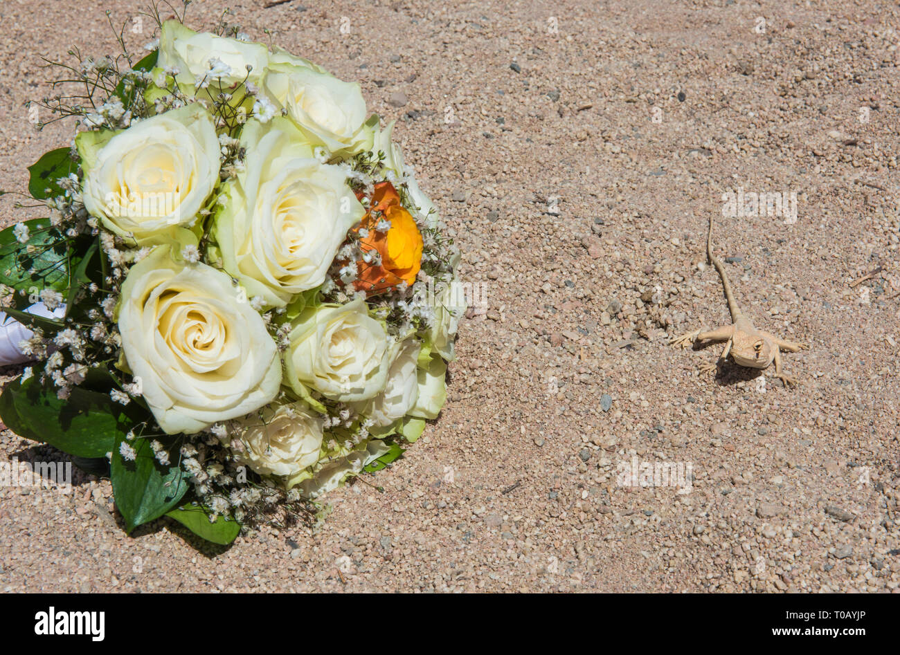Closeup of egyptian desert agama lizard in harsh arid environment with bouquet of wedding flowers Stock Photo