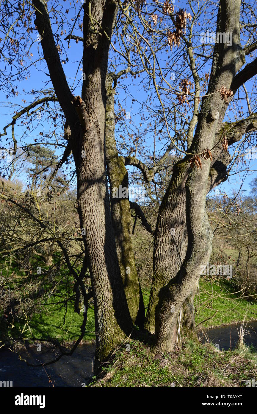 Ash Tree with characteristic bark patterning at Craigmill Den, Carnoustie, Angus, Scotland Stock Photo