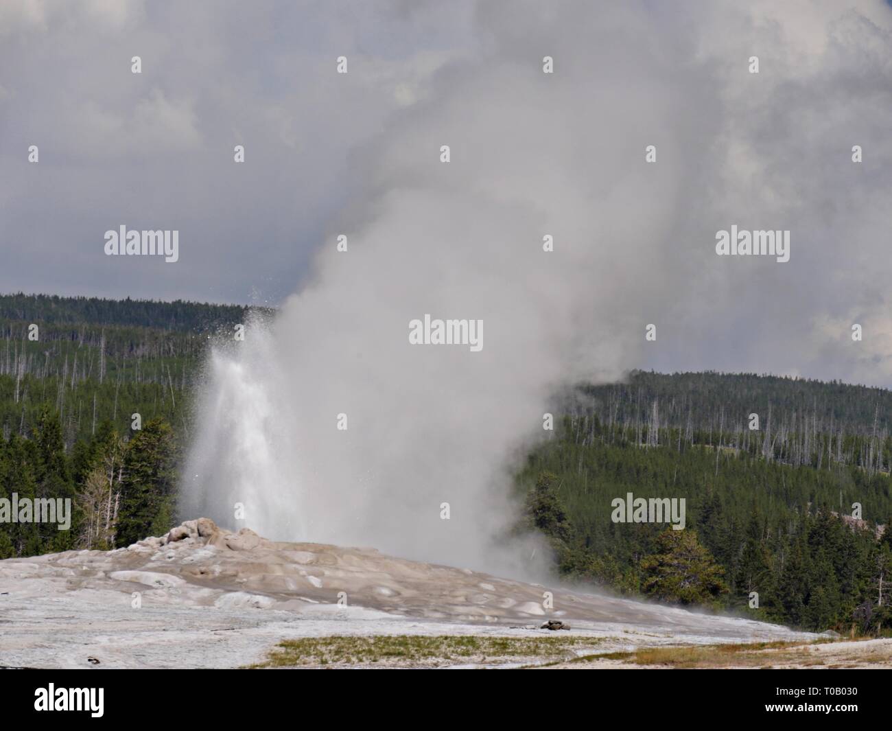Thick wall of water and steam spews out as Old Faithful geyser erupts ...