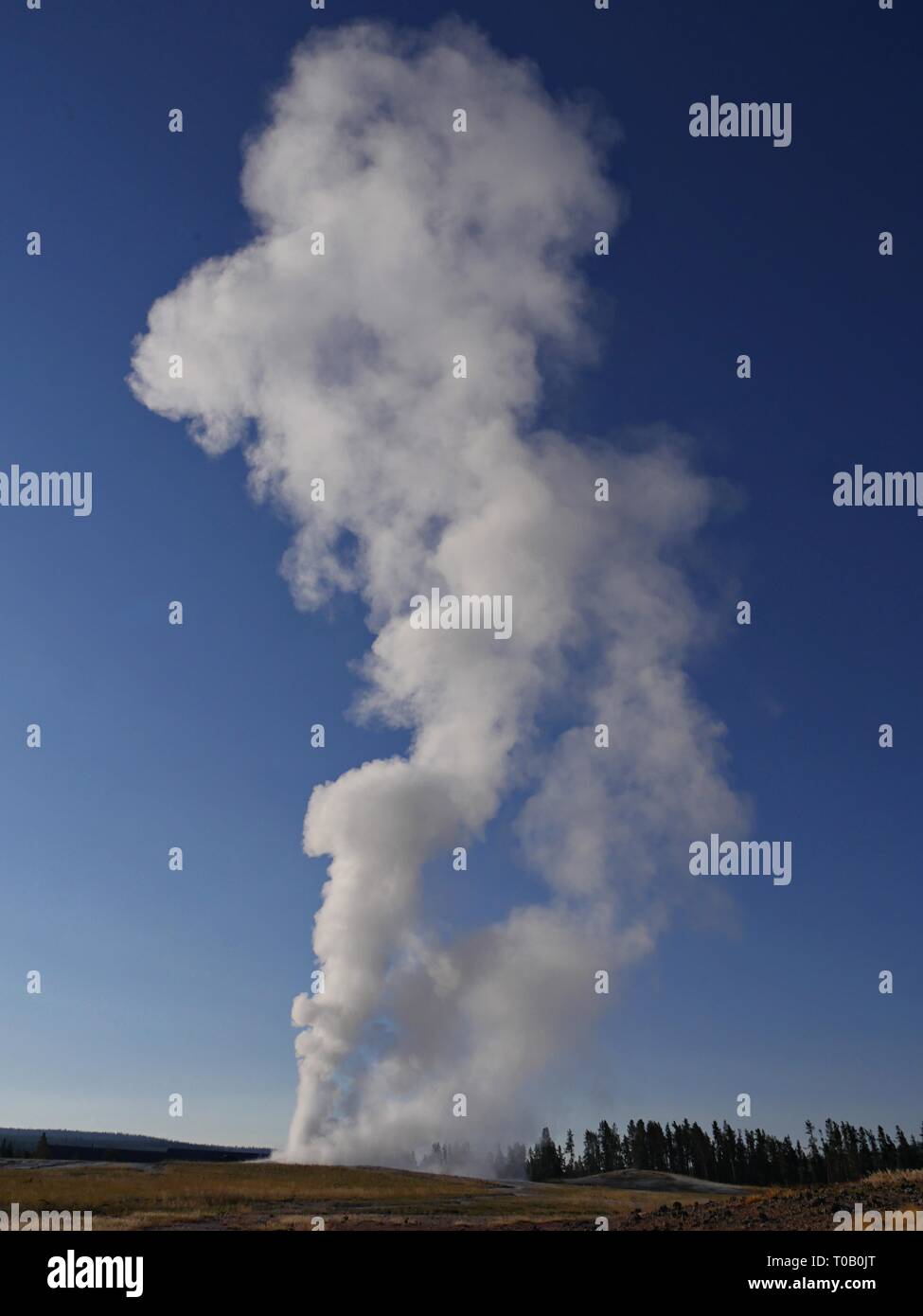 Steam and water shoots high into the skies as Old Faithful geyser ...