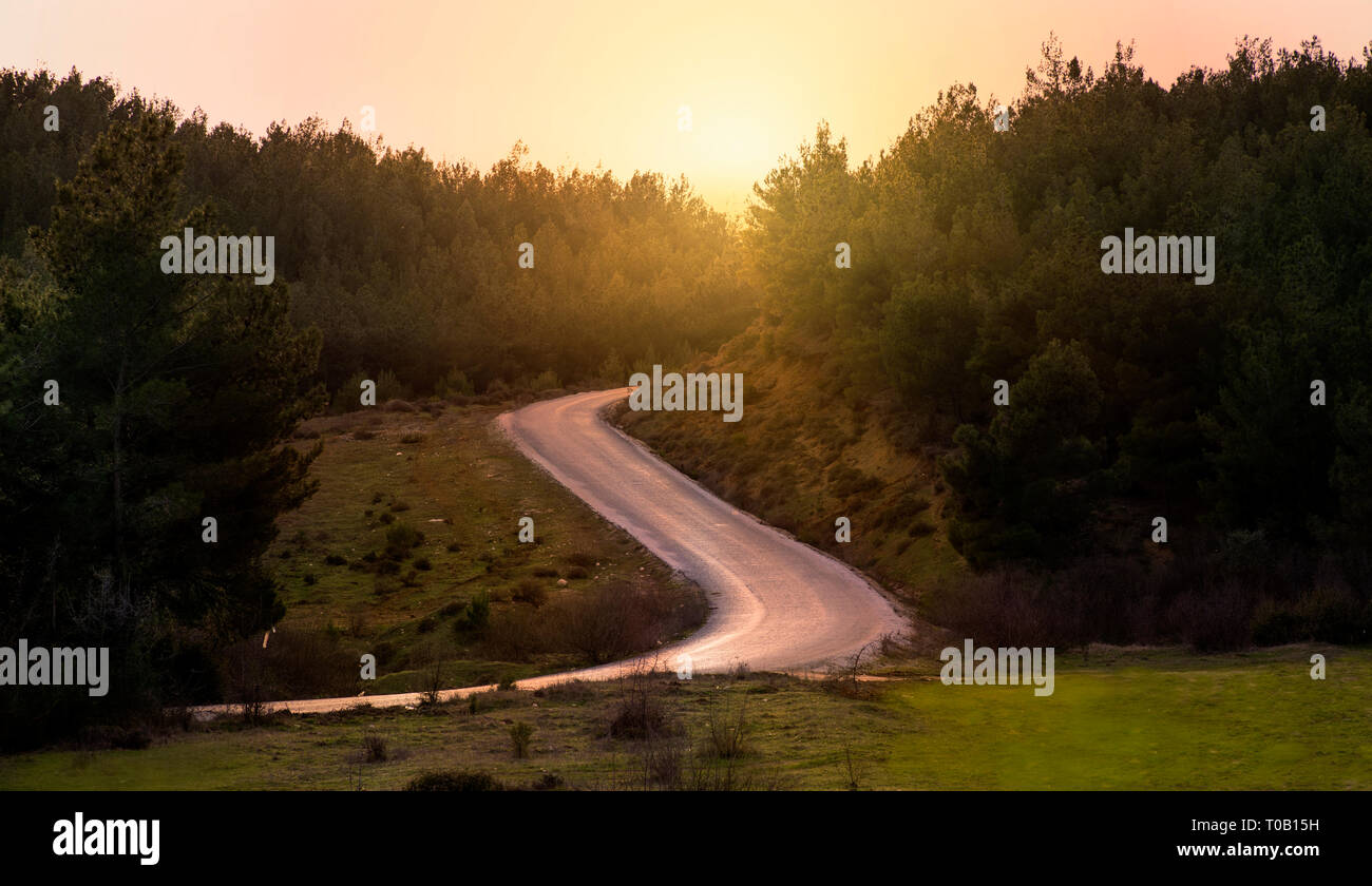 Road photo between the pine trees on sunset. Stock Photo