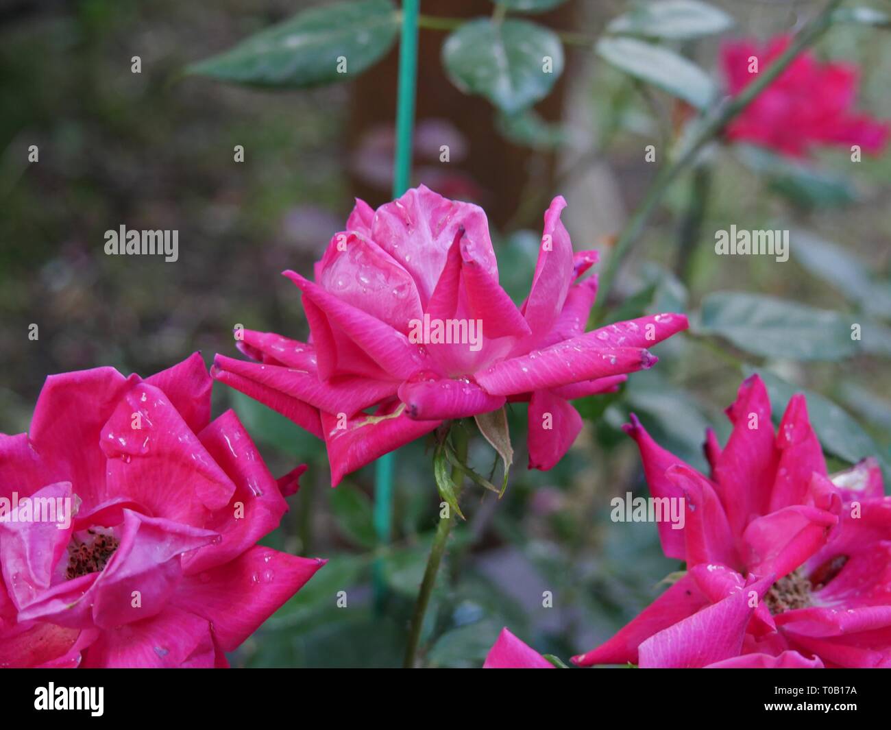 Pink roses in bloom outdoors Stock Photo Alamy