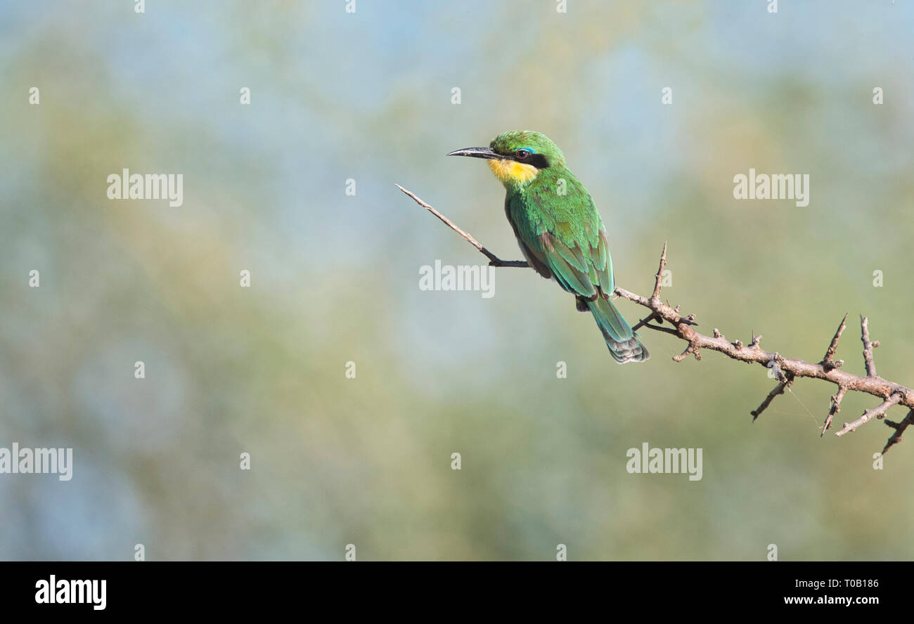 Little bee eater on a twig hi-res stock photography and images - Alamy