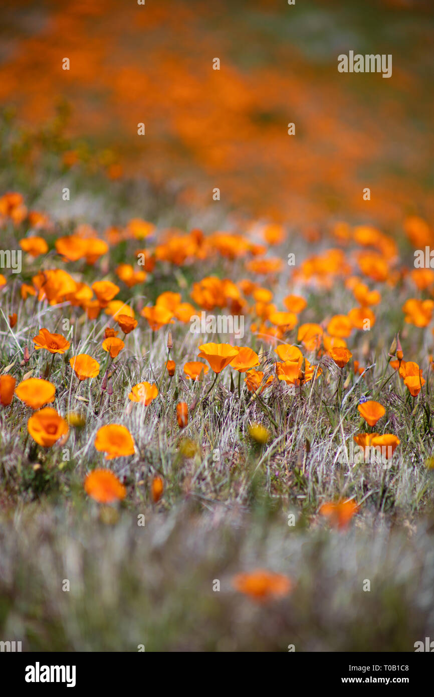 Wildflowers in southern California Stock Photo