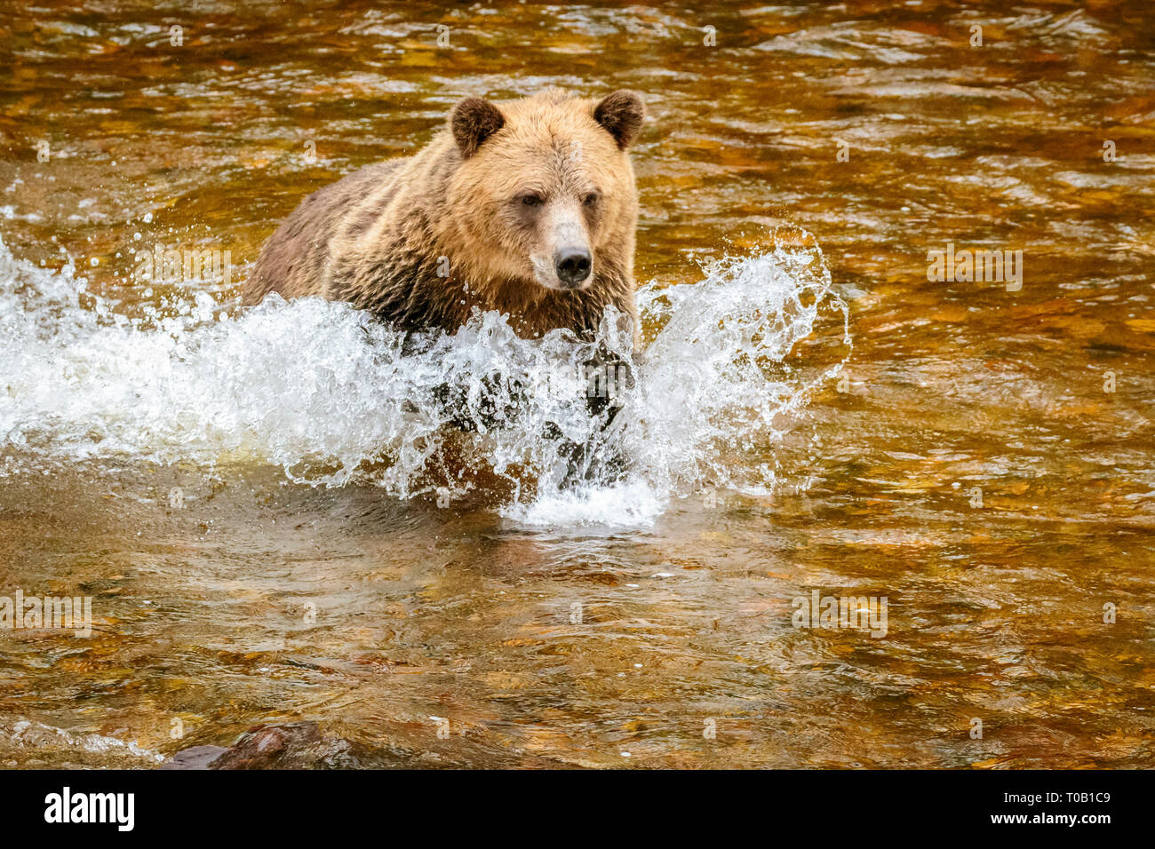 Grizzly Bear, or North American brown bear, Ursus arctos horribilis, hunting for salmon in river, Knight Inlet, British Columbia, Canada Stock Photo