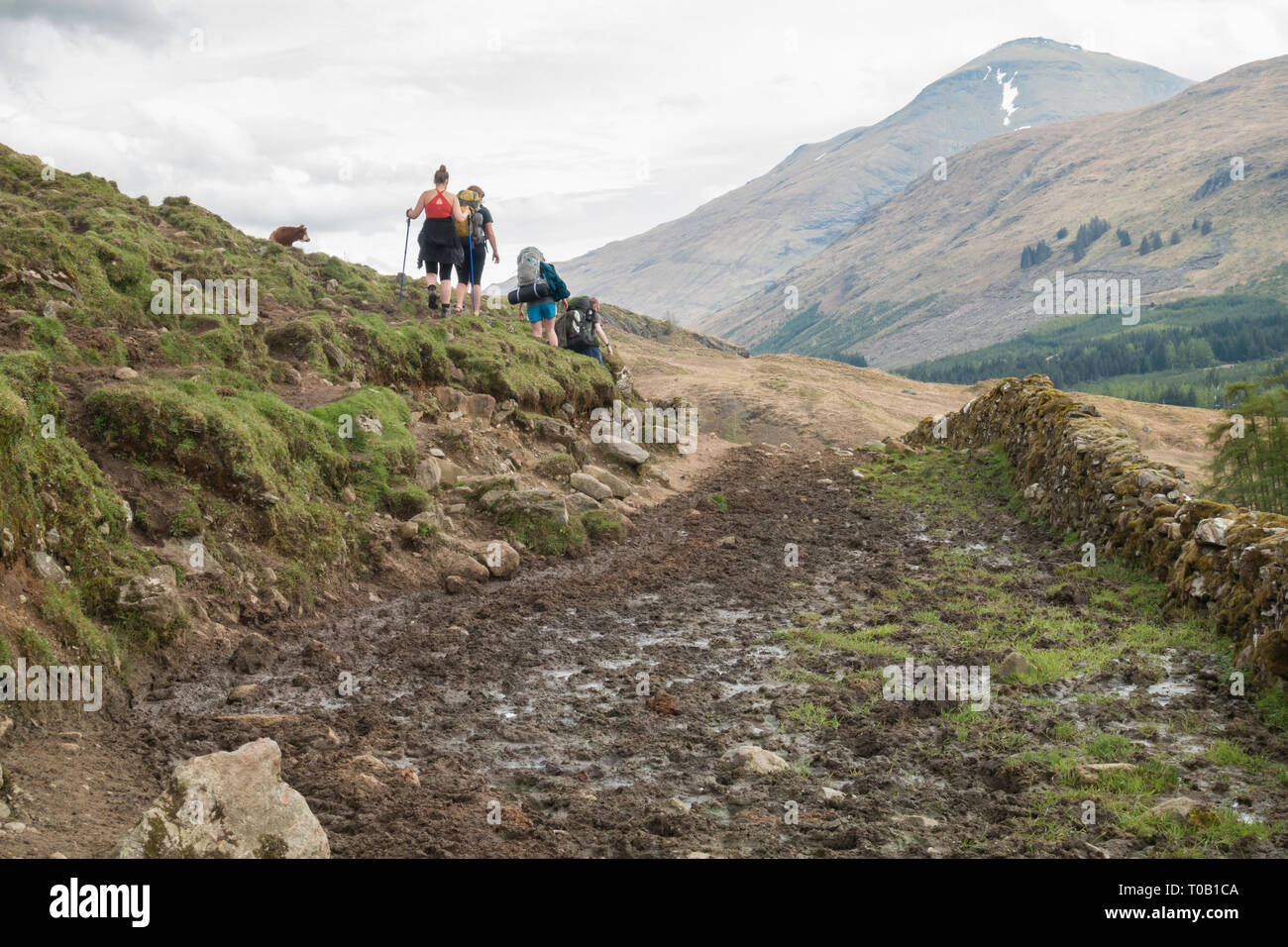 West Highland Way walkers avoiding mud and cow manure on section of footpath before Crianlarich known as cow pat alley in 2018 - reparwork  has since Stock Photo