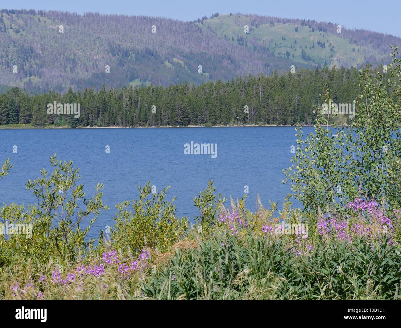 Lavender flowers line up the bank of Jackson Lake at the Grand Teton National Park in Wyoming. Stock Photo